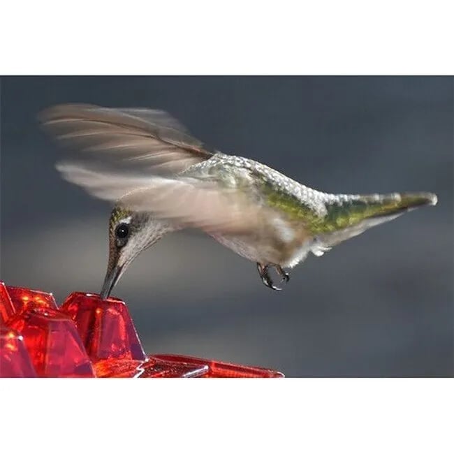 🔥MARY'S HUMMINGBIRD FEEDER WITH PERCH